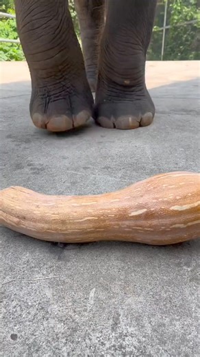 #feedingelephants #elephantfeeding #elephantseating #elephantsfood #elephantsareamazing #loveelephants #savetheelephants #elephantsmatter #elephantsarebeautiful #elephantsaremyfriends | Save Elephant's