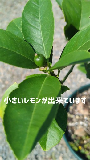 マイヤーレモン～4月に植え替えしました#レモン #マイヤーレモン #lemon