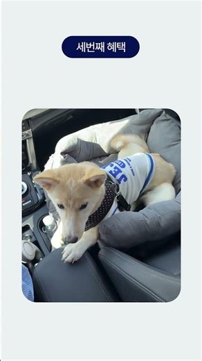 강아지랑 제주도 여행 가면 20만원 지원해준다고? 🐶✈️