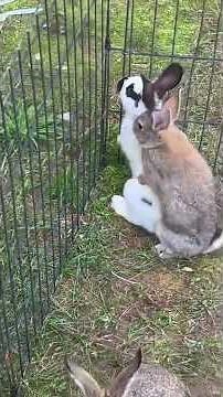 im using my rose toy 😊