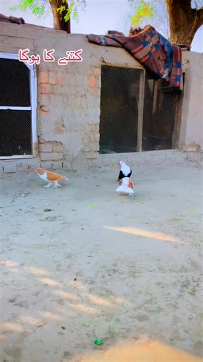 waseem (@wasem_010)’s videos with original sound - waseem