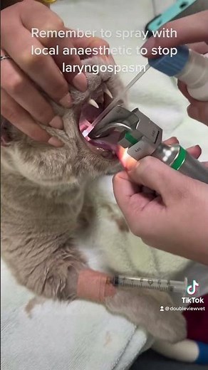 Cat intubation #veterinary #veterinarian #veterinaryassistant #veterinaryclinic #kitten #puppies