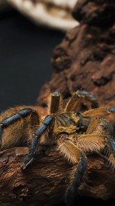 weird AND annoying. #tarantula #spider #pettarantula #tarantulakeeper #pets #animals #weird #annoying #comedy | The Tarantula Collective