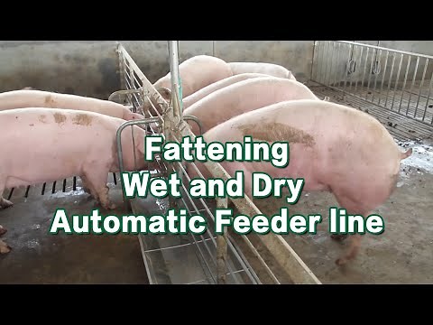 Dry and wet fattening line - Feeding apparatus for pigs - GREAT FARM