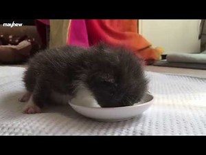 Hand Rearing 10-day-old Rescue Kittens | The Mayhew