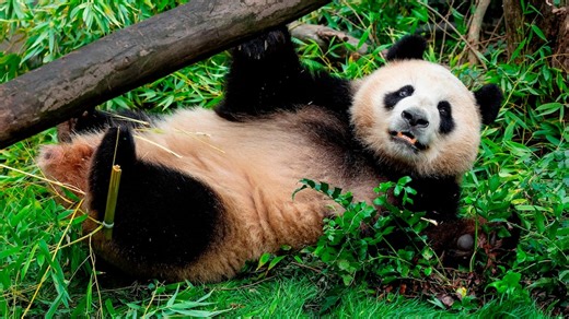 See new photos of pandas from China at San Diego Zoo