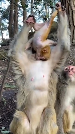 A Special Bond: Mother Monkey Expresses Her Love Through Gentle, Heartwarming Actions | Monkey history 2024