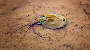 Rare 'living fossil' crustaceans found in Arizona