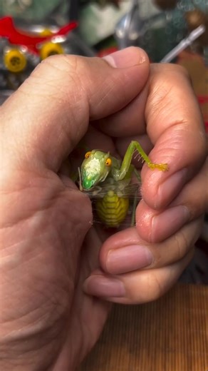 Do not handle such insects in your hands.||#shorts