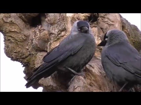 Eurasian Jackdaw.