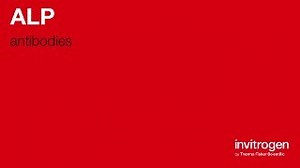 ALP antibodies from Thermo Fisher Scientific