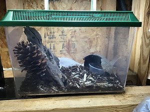 Baby Ring Neck Snake Care *EASY*