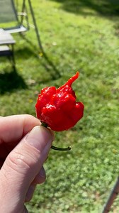 Carolina Reapers #carolinareaper #cravingcapsaicin #spicekingdom | Craving Capsaicin
