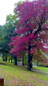 415K views · 10K reactions | Walking in The Rain, Autumn  New York  | New York City 4K | Facebook