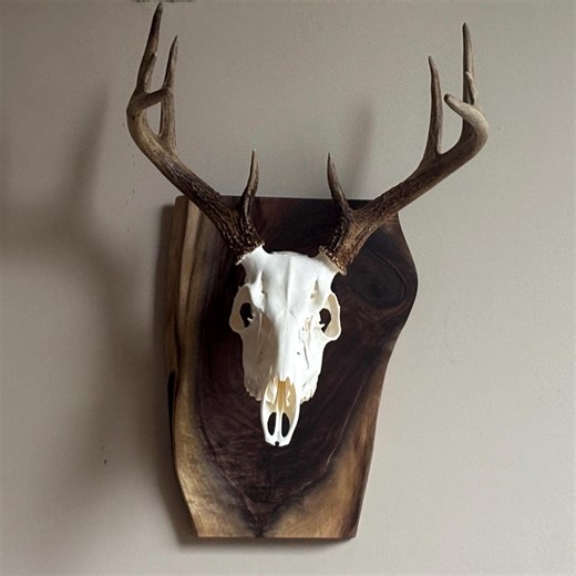 Deer Skull Euro Mount Plaque Walnut - Etsy