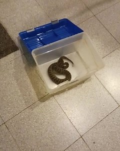 Hoy realizamos otro rescate de una Yarará (Bothrops pubescens) en la UTU de Arrayanes. Es muy frecuente la presencia de esta especie en el predio, por suerte venimos dictando cursos en esa institución hace años y el mantener la calma en estos casos ya se ha vuelto costumbre. Recordamos a los vecinos de Piriápolis y zonas cercanas que el servicio de rescate de serpientes venenosas lo realizamos de manera honoraria y gratuita. Si una serpiente ingresa a tu domicilio o espacio público LLAMANOS y te