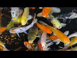 Koi Fish Nutrition: Live vs Processed Food