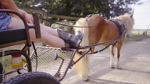 Pony cart ride side shot 4K