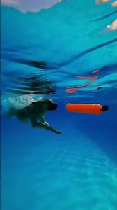 Fastest Swimming Dogs on Earth! Speed Retrieve Races – Explosive Starts & Lightning Returns