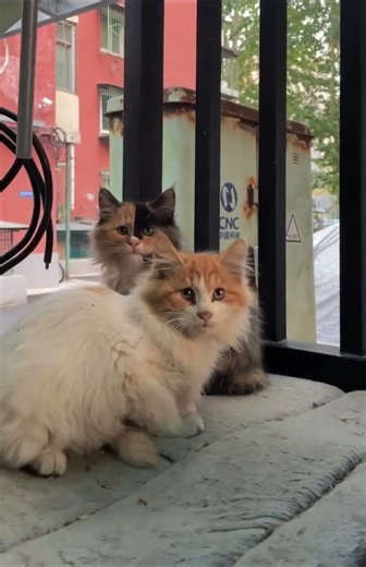 The three kittens' eyes sparkled. #cat #cute #kitten #cutecat #straycat #shorts
