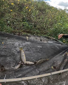 715K views · 7.9K reactions | Larguei tudo e sair correndo sem pensar duas vezes | Linhares DA PESCA | Facebook