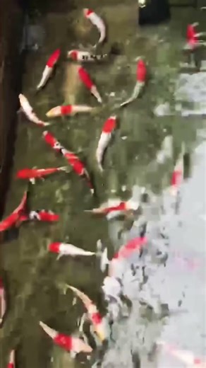 Carp fish #aquariumfish #koi #aquariumfish