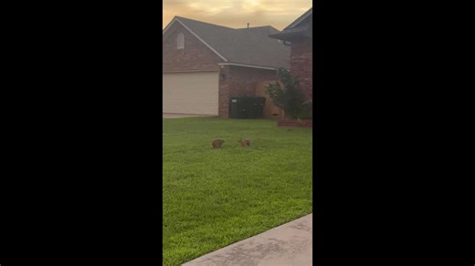 Rabbits play while baby bunny watches in Oklahoma, USA