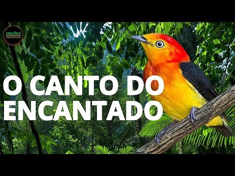 UIRAPURU | O Canto que Silencia a Floresta Amazônica #amazônia #florestaamazonica #passaros #aves