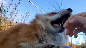 389K views · 10K reactions | DixieDo fox was very kissy today | Saveafox Corporation | Facebook