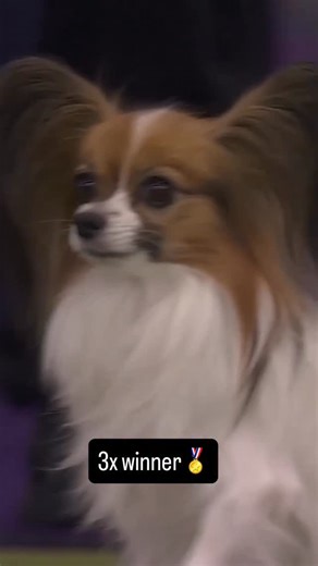 Westminster Kennel Club on Instagram: "Big heart, small stature, and endless spirit. 🏆 Congratulations to Gabby, the 8-inch height class winner of the 2026 Masters Agility Championship with a show stopping time of 33.42 seconds. #WestminsterDogShow"