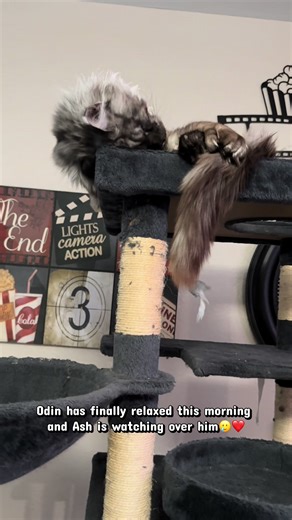 #mainecoonkitten #mainecooncat #OdinAndAsh Odin has finally relaxed this morning and Ash is watching over him🥲❤️