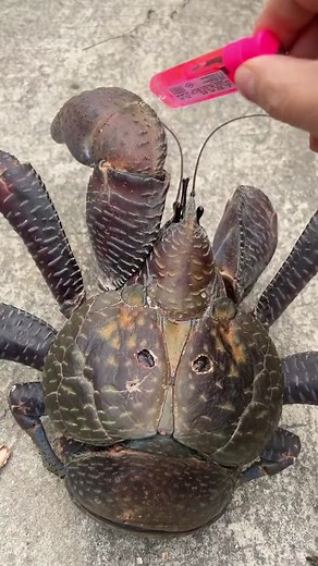 #crab #coconut | coconut crab eating a pig