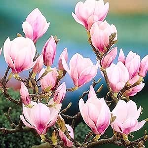 2 Saucer Magnolia Plants Live, Magnolia Tree Live Plant, 7-12 Inc Tall, in Pot, Purple Pink Magnolia Bush Live Shrub, Fragrant Magnolia Flowers for Planting