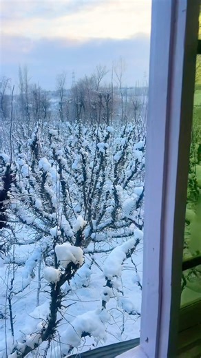 I woke up to a white land of snow outside my window—Kashmir breathing calm and winter magic today!!!