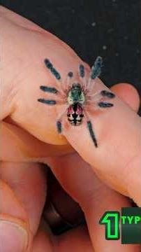 Sometimes the COOLEST tarantulas are the WORST for new keepers! #tarantula #spider #pettarantula