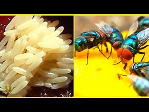 Flies: the insect that defecates and vomits on your food