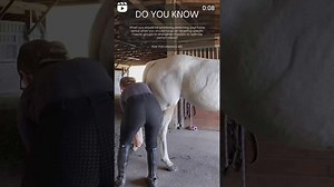 Horse Leg Stretching for Optimal Performance