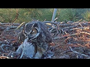 Great Horned Owl~😱Owlet grasp a huge part of prey & tries to swallow it!~7:11 AM 2022/03/04