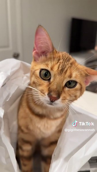 GigiTheSavannah on TikTok
