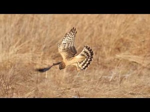 Northern Harrier hunting over the grasslands