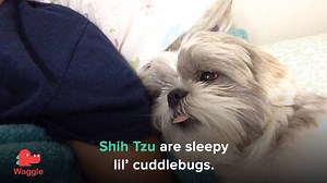 89K views · 953 reactions | Animal Tales on Reels | Facebook