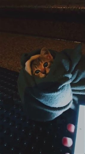 moments of saving animals