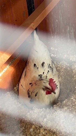 Clean coop and nesting boxes and she builds a nest on the floor