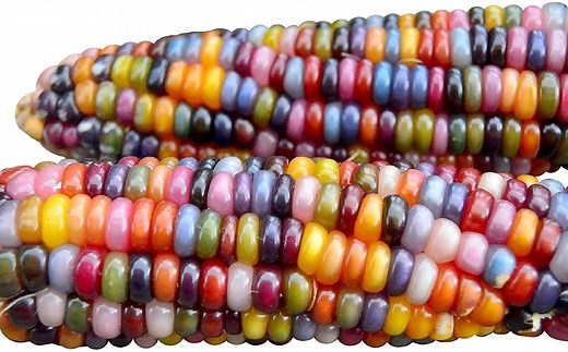 Origen del Maíz. Historia y distintos tipos que existen