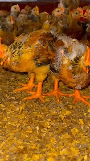 How to raise chickens growing ｜Chickens Episode36 | K.farmlife