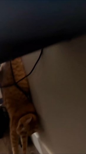 Nep Aura on Instagram: "it's the cats kissing for me #catscatscats #catsdaily #catsdaily #catsfollowers #catsfollowers #catsofinstagram #catslover #catslife #catstagram #cats_of_instagram"