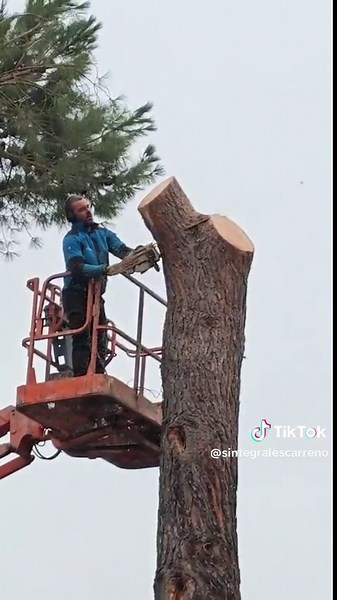 Expert Tree Work Services for Your Needs