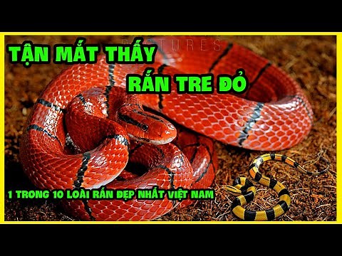 QUÝ HIẾM - rắn TRE ĐỎ 1 trong 10 loài rắn đẹp nhất Việt Nam | Red Bamboo Snake