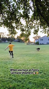 Funny dogs | Dogs Daily