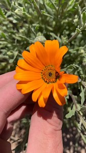African daisies are really cool, with beautiful flowers, and a slight tolerance to drought. They are low maintenance, bloom profusely (as long as the weather doesn’t get too hot), and can be grown in-ground or grown in a container. Just be sure to bring them in or collect the seeds before the first frost. #africandaisy #osteospermum #planttips #plantinformation #asteraceae #homesteading #gardentips #flowers #plantingtips | From Seed to Sprout - Home Nursery | Facebook